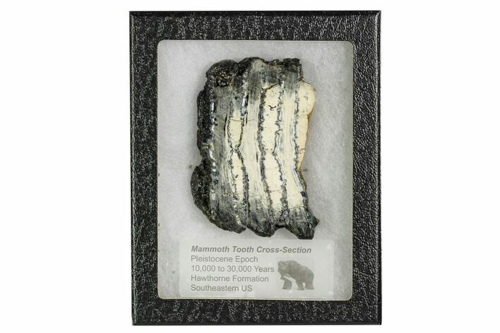 Mammoth Molar Slice With Case - South Carolina #106484
